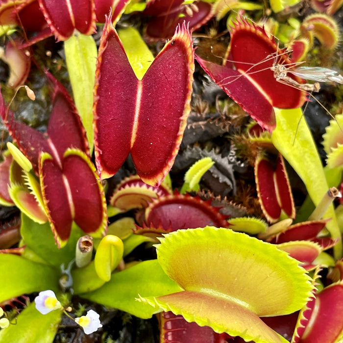 Dionaea muscipula - cv. 'Dracula'