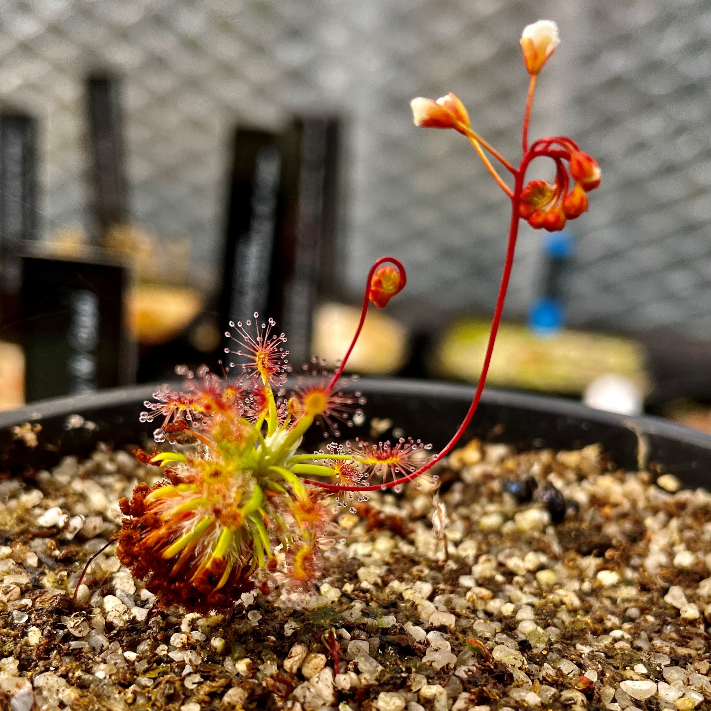 Drosera enodes