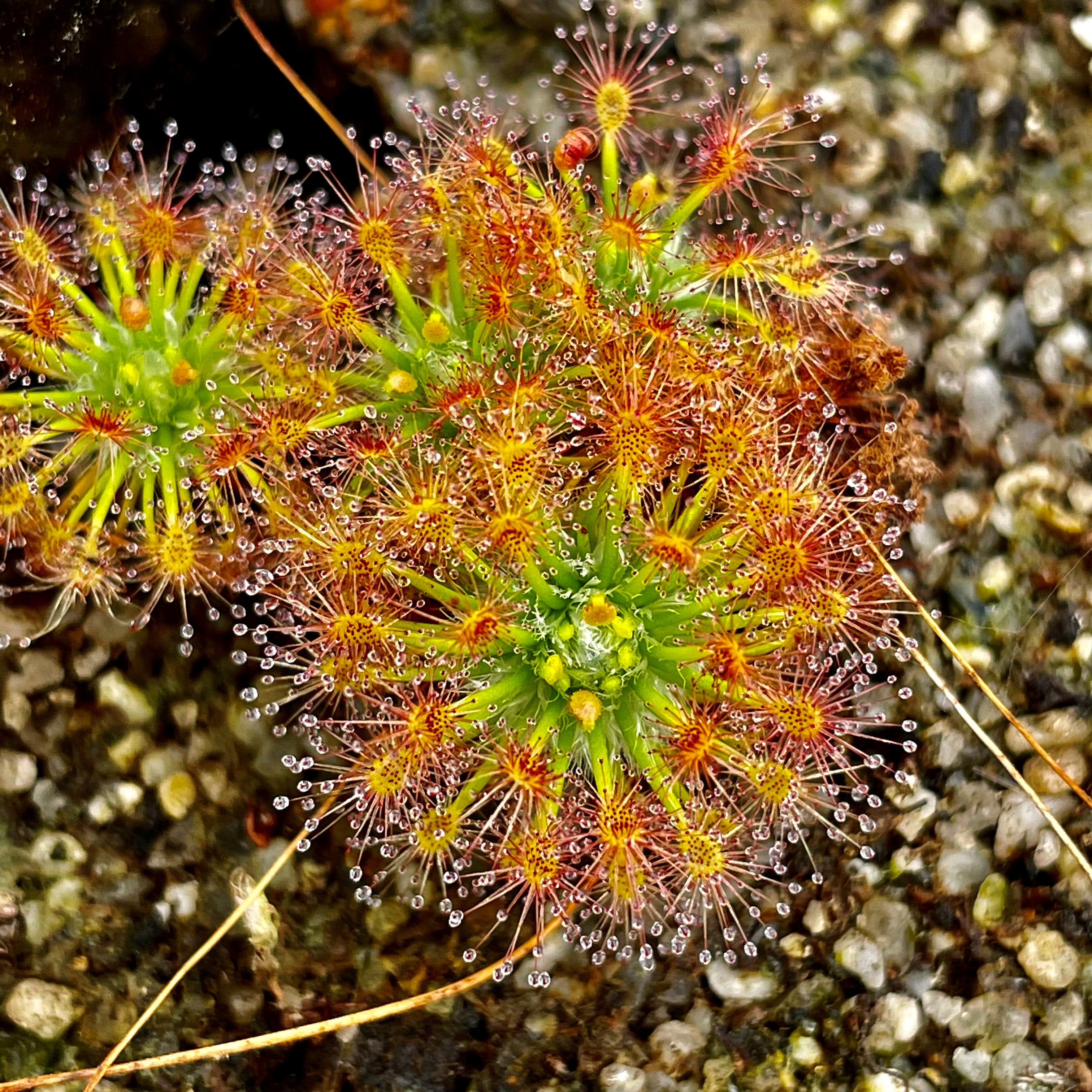 Drosera enodes