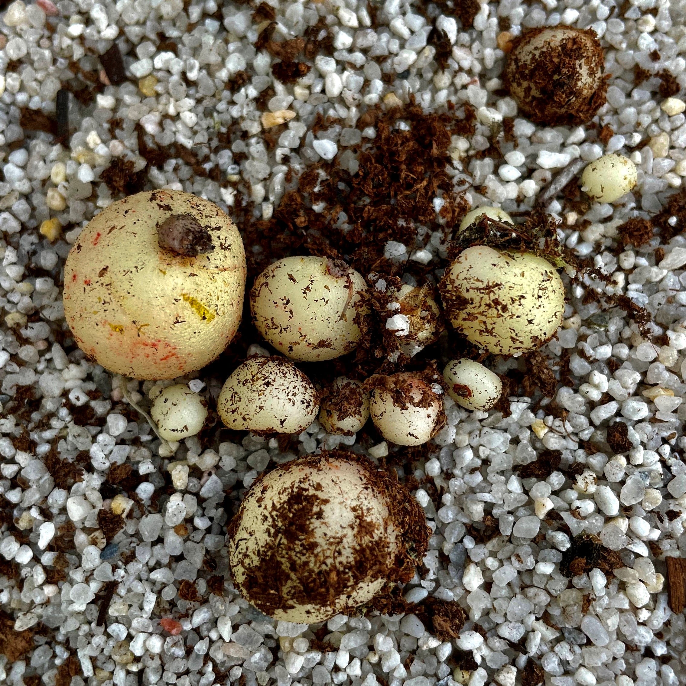 Drosera eremaea