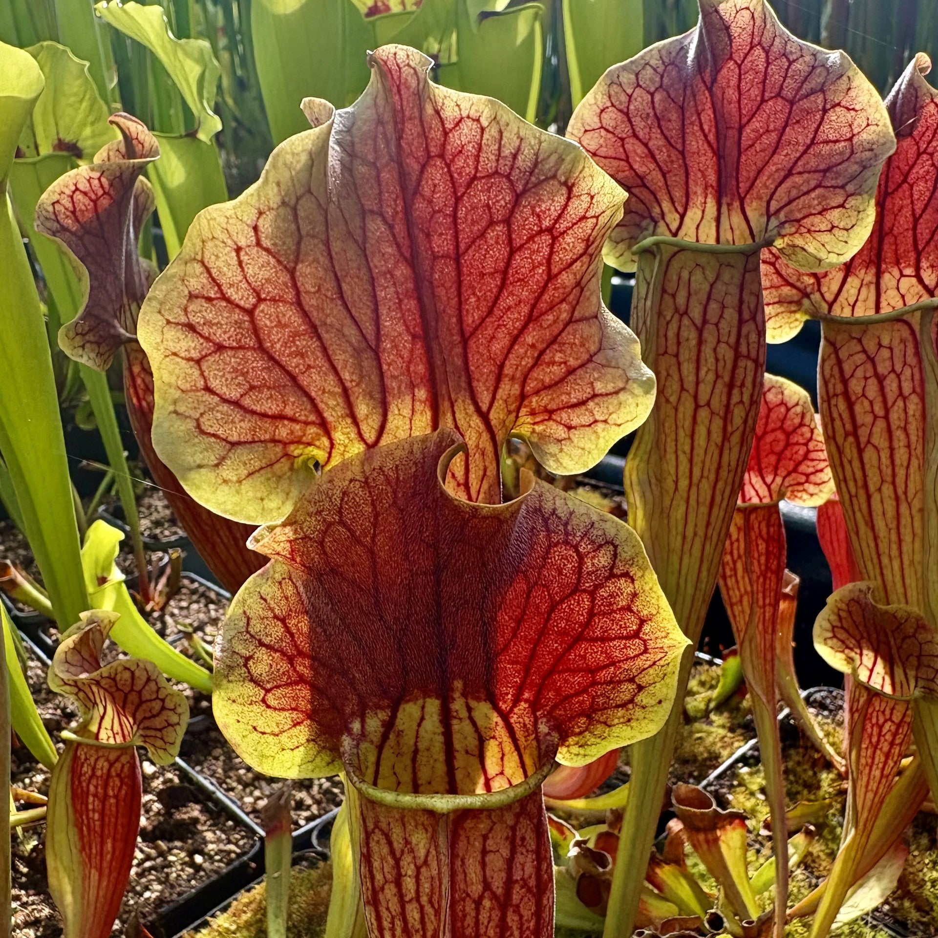 Sarracenia x exornata - Ex. Marston Exotics