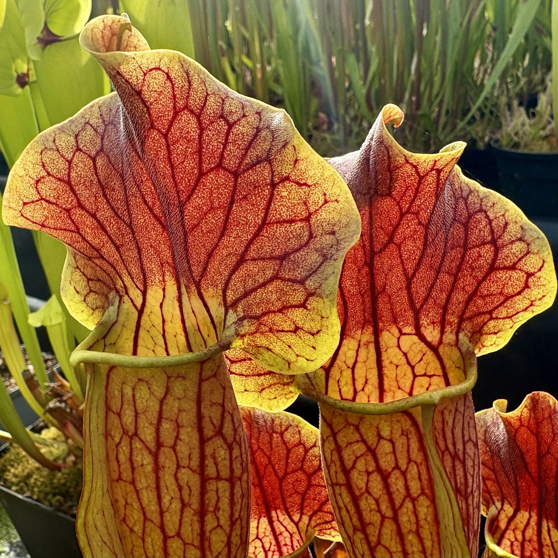Sarracenia x exornata - Ex. Marston Exotics