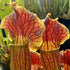 Sarracenia x exornata - Ex. Marston Exotics