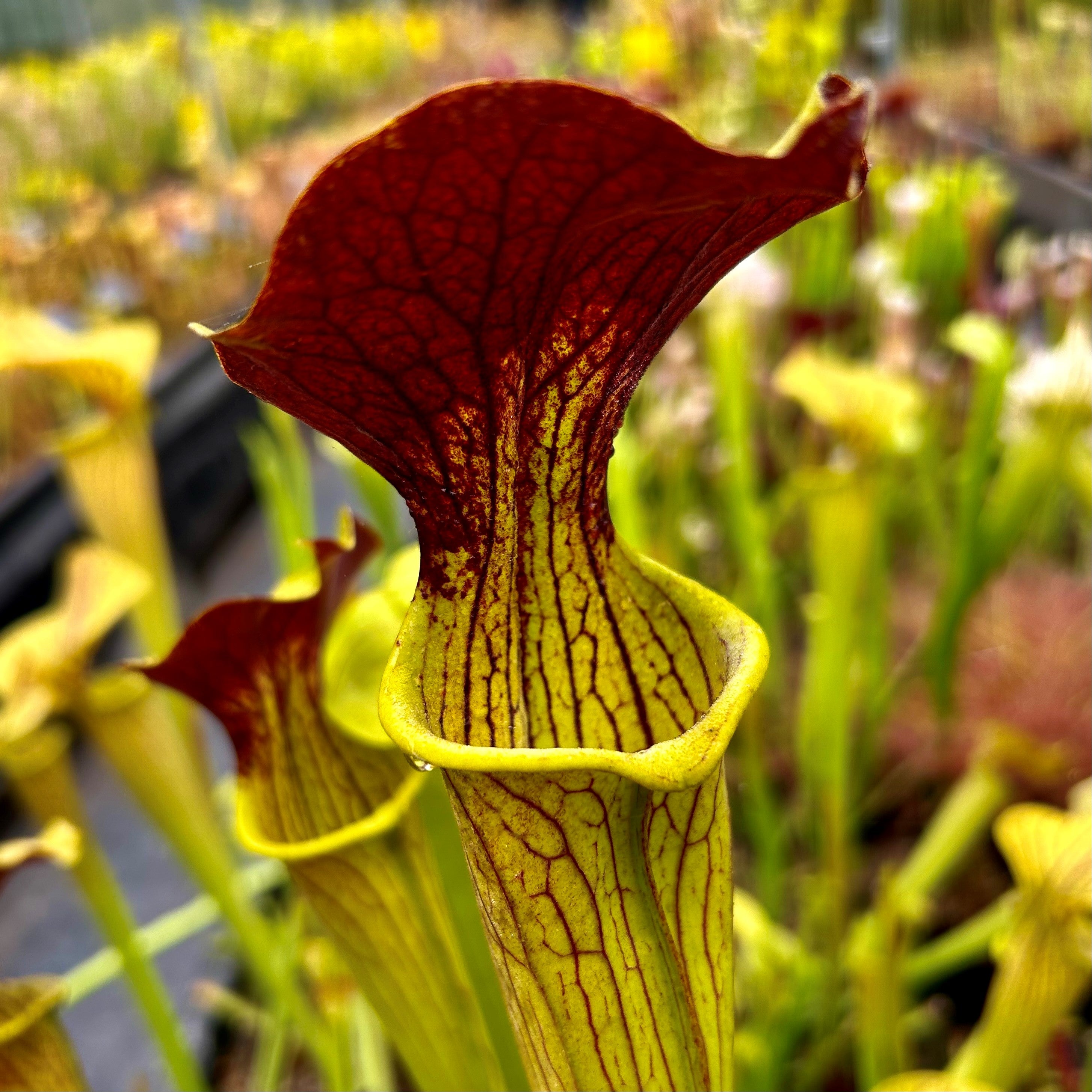 Sarracenia alata var. rubrioperculata x flava var. maxima