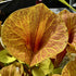 Sarracenia flava var. ornata? - Reversed Veins