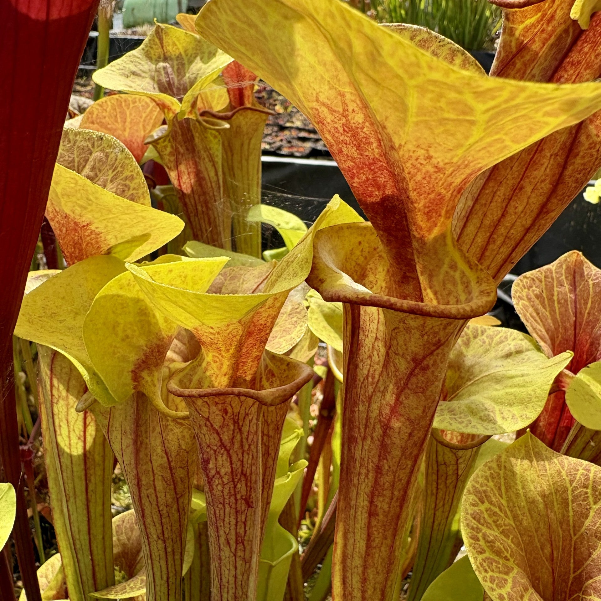 Sarracenia flava var. ornata? - Reversed Veins