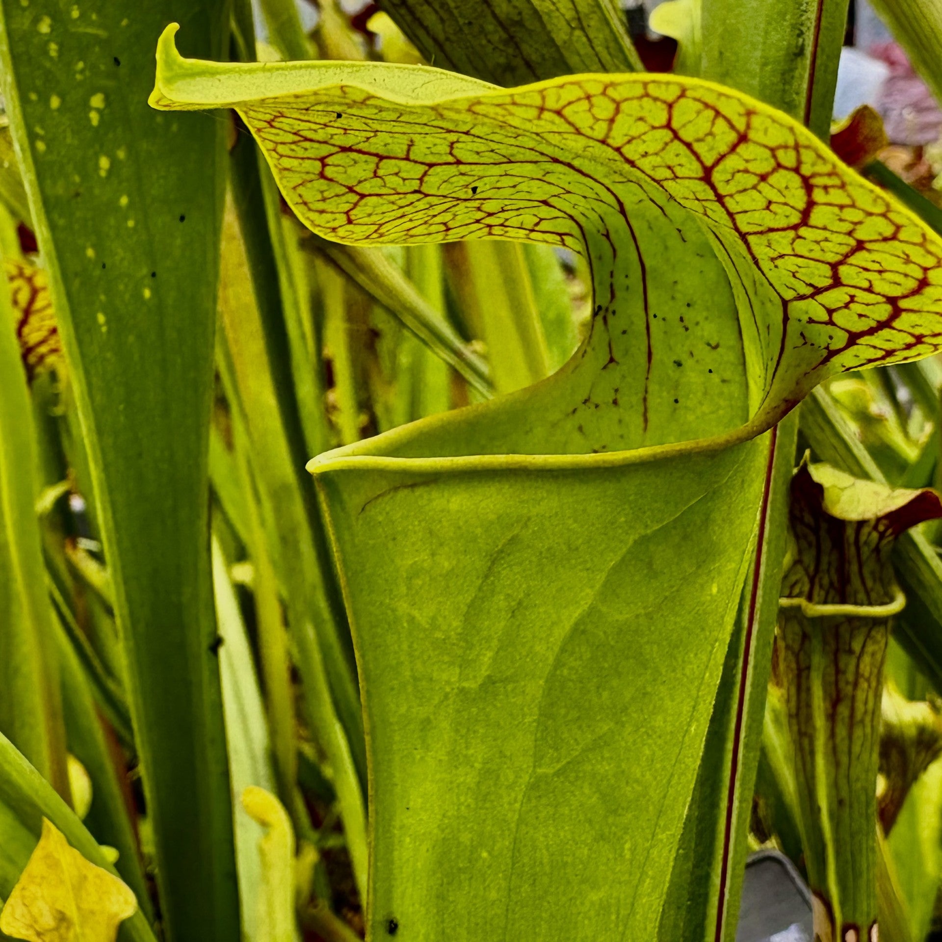 Sarracenia cv. 'Frog's Porn'