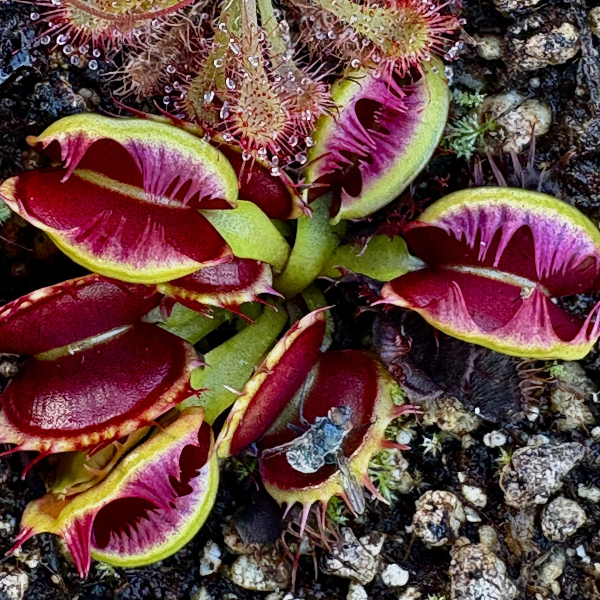 Dionaea muscipula - Fused Tooth