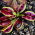 Dionaea muscipula - Fused Tooth
