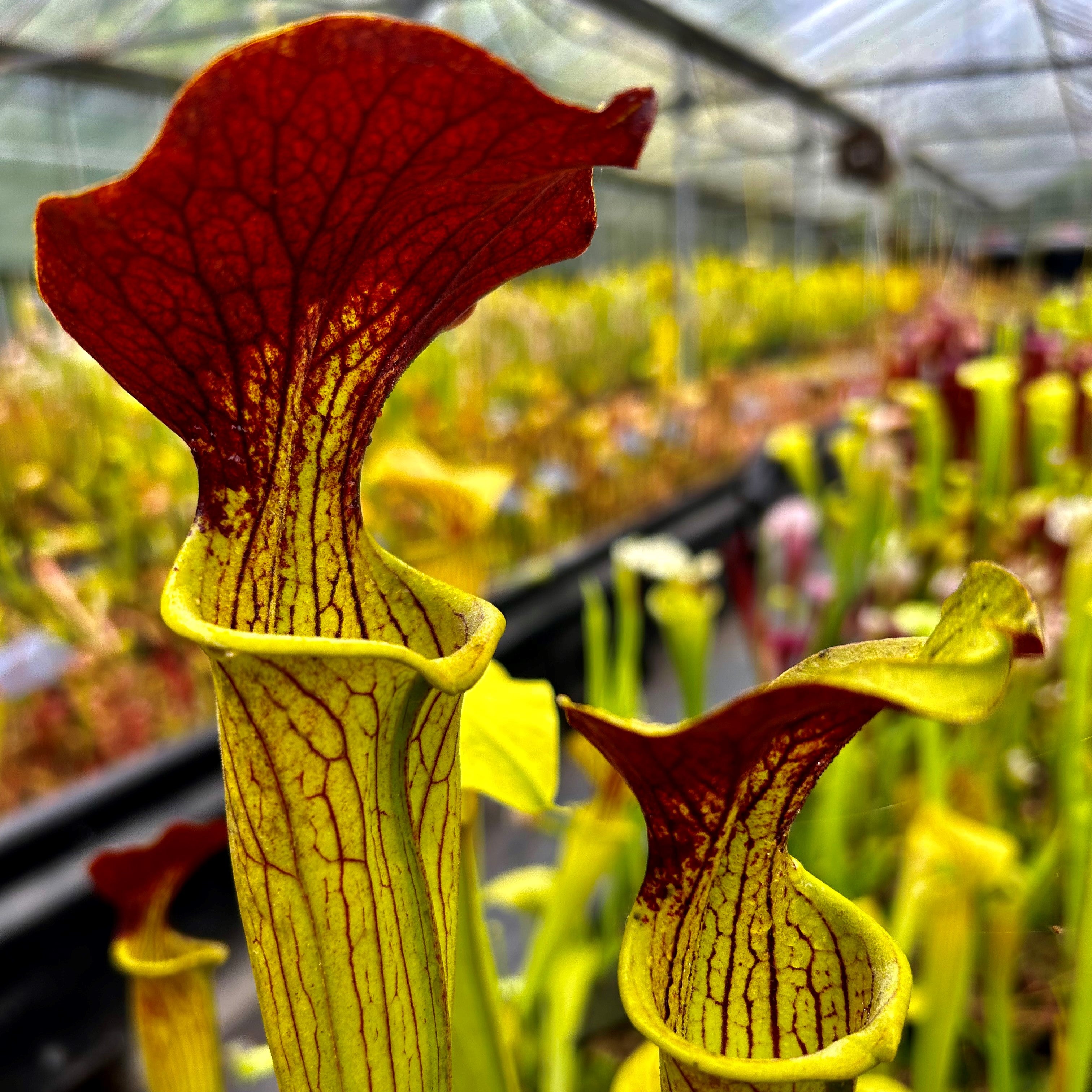 Sarracenia alata var. rubrioperculata x flava var. maxima