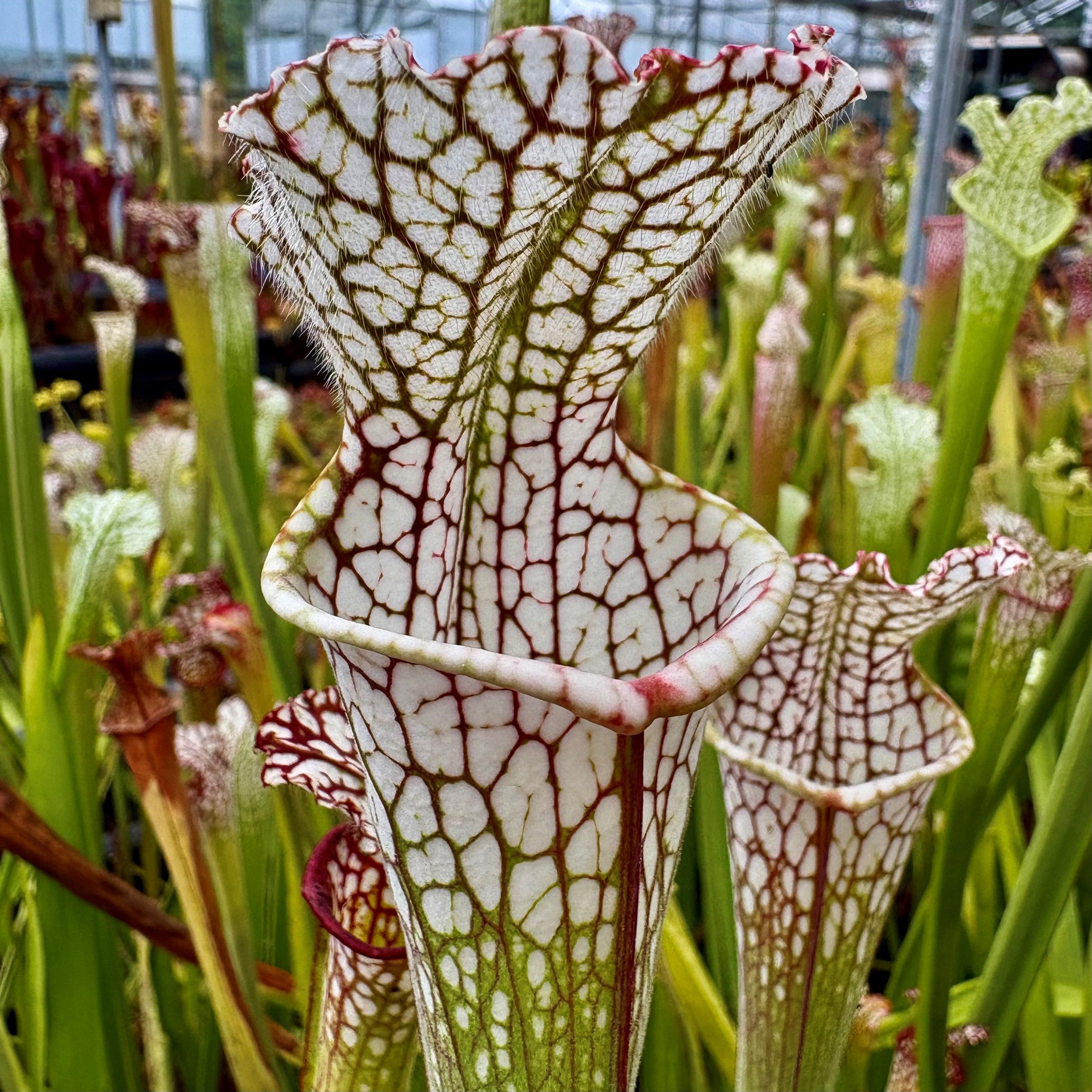 Sarracenia leucophylla var. leucophylla - Gas Station Site, Perdido, Baldwin Co., Alabama