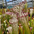 Sarracenia leucophylla var. leucophylla - Gas Station Site, Perdido, Baldwin Co., Alabama
