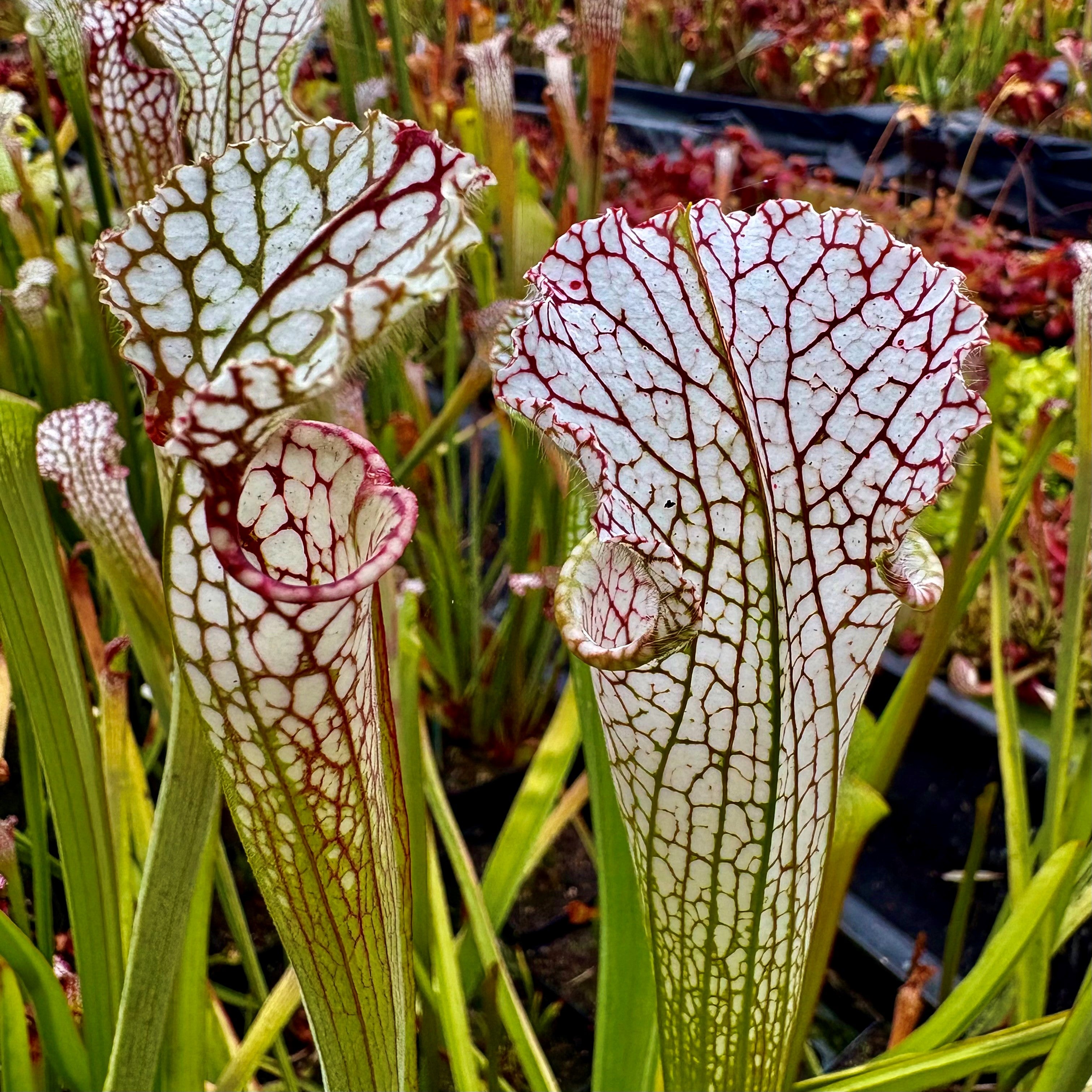 Sarracenia leucophylla var. leucophylla - Gas Station Site, Perdido, Baldwin Co., Alabama