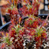 Drosera gibsonii