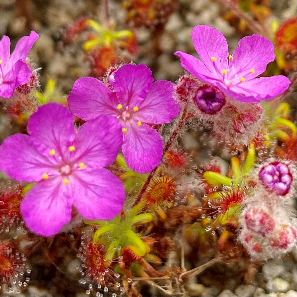 Drosera gibsonii