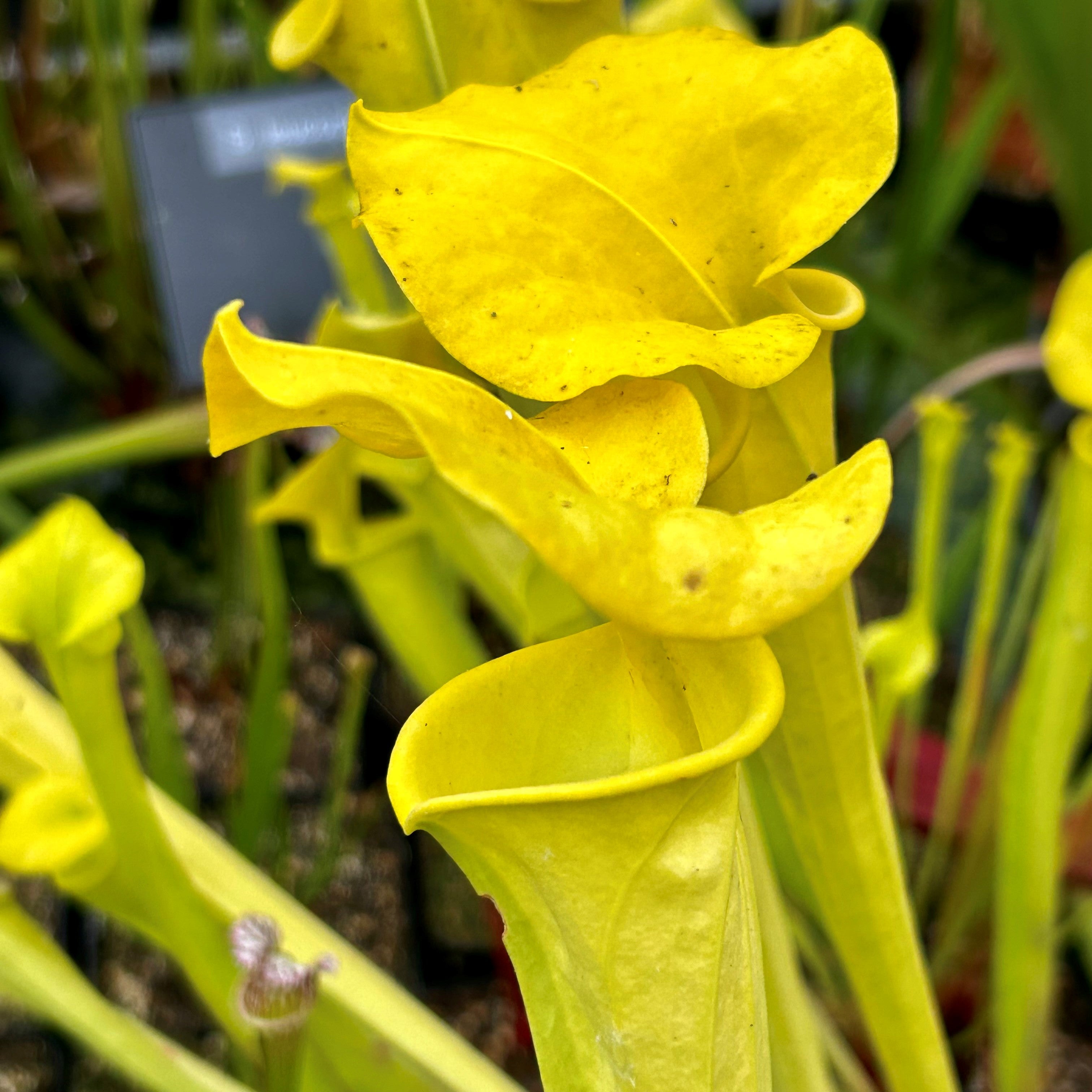Sarracenia flava 'Goldmine'