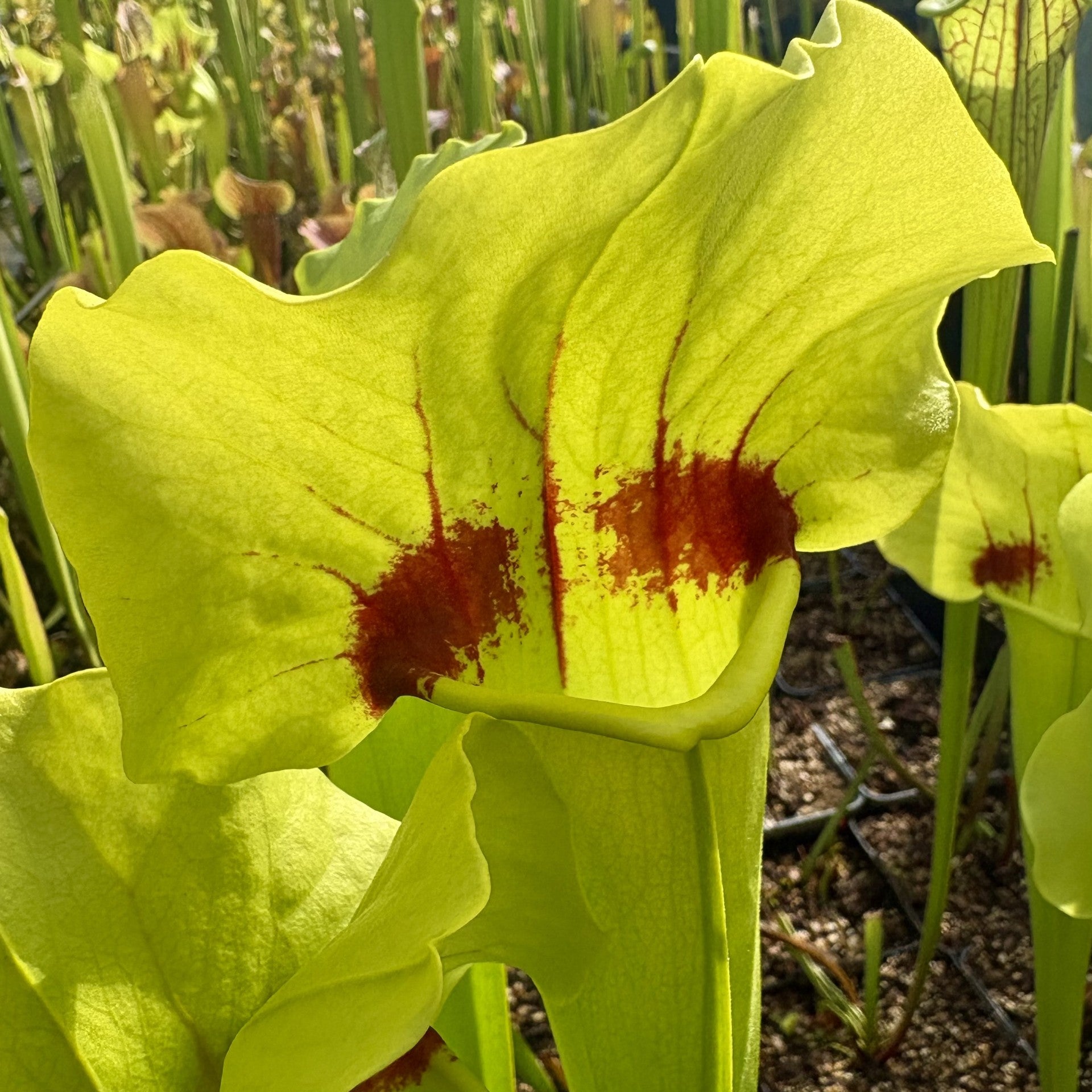 Sarracenia Green and Red Hybrid