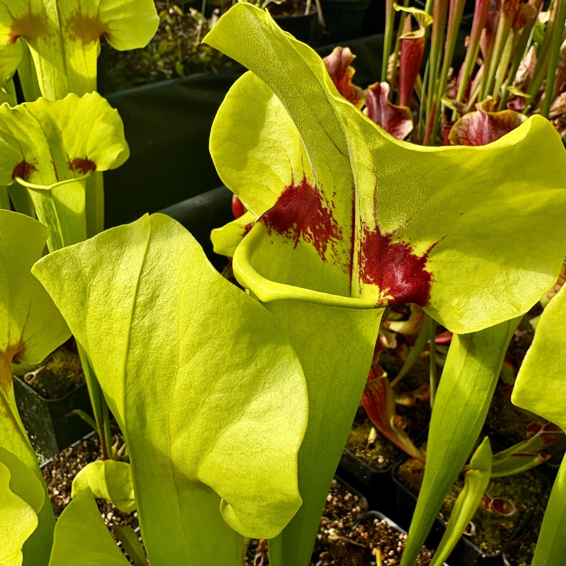 Sarracenia Green and Red Hybrid