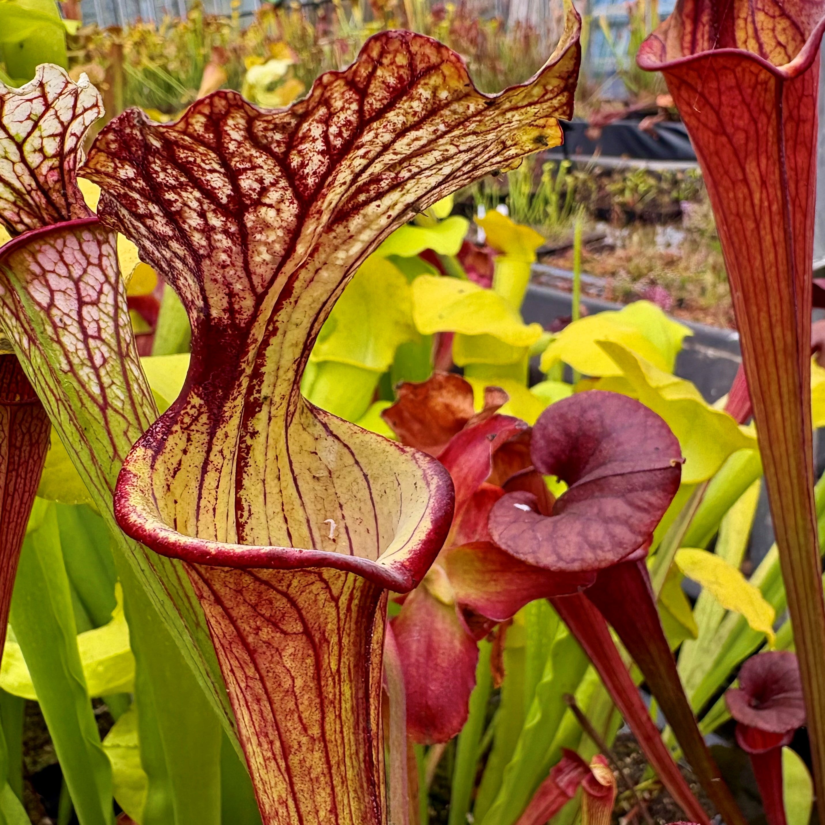 Sarracenia x 'Sergeant Harman'