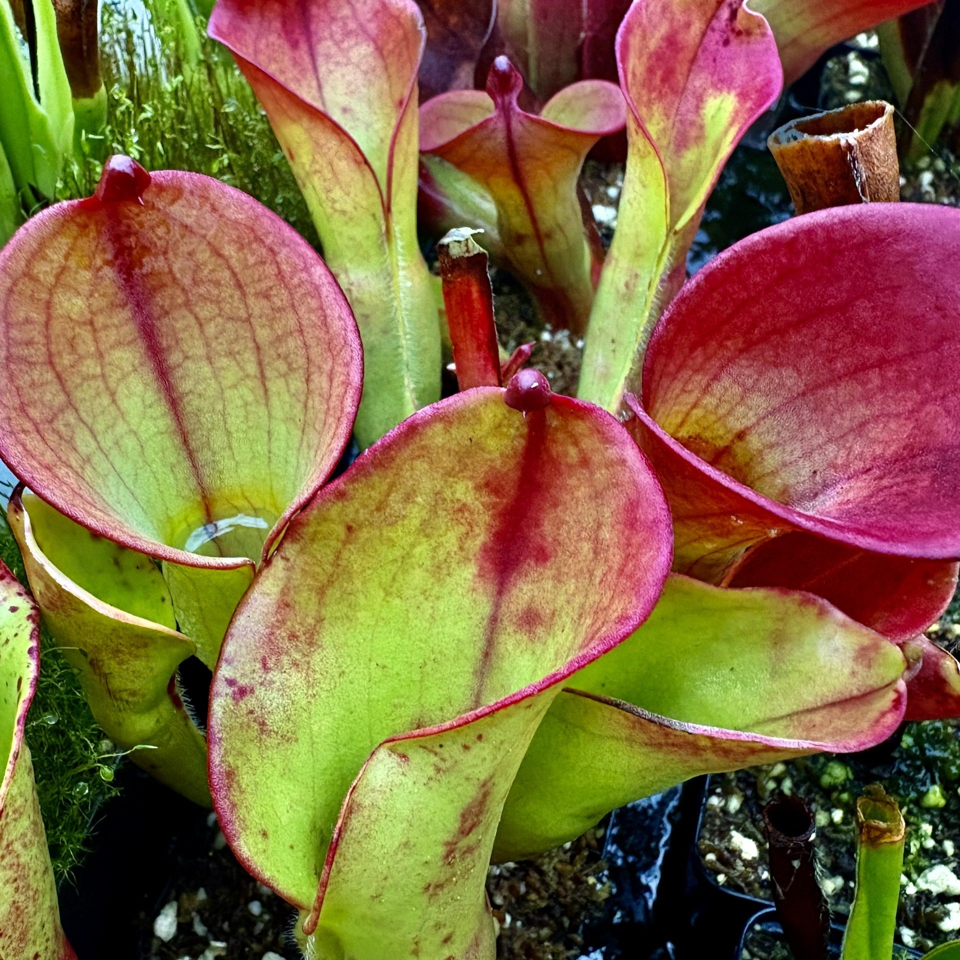 Heliamphora (heterodoxa x minor) x minor cv. 'Burgundy Black' Auyan Tepui