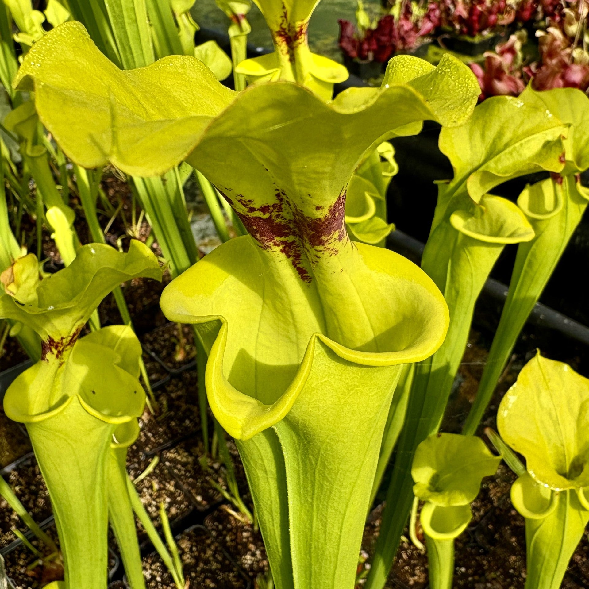 Sarracenia flava var. rugelii - Homerville, Clinch Co., GA
