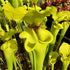 Sarracenia flava var. rugelii - Homerville, Clinch Co., GA