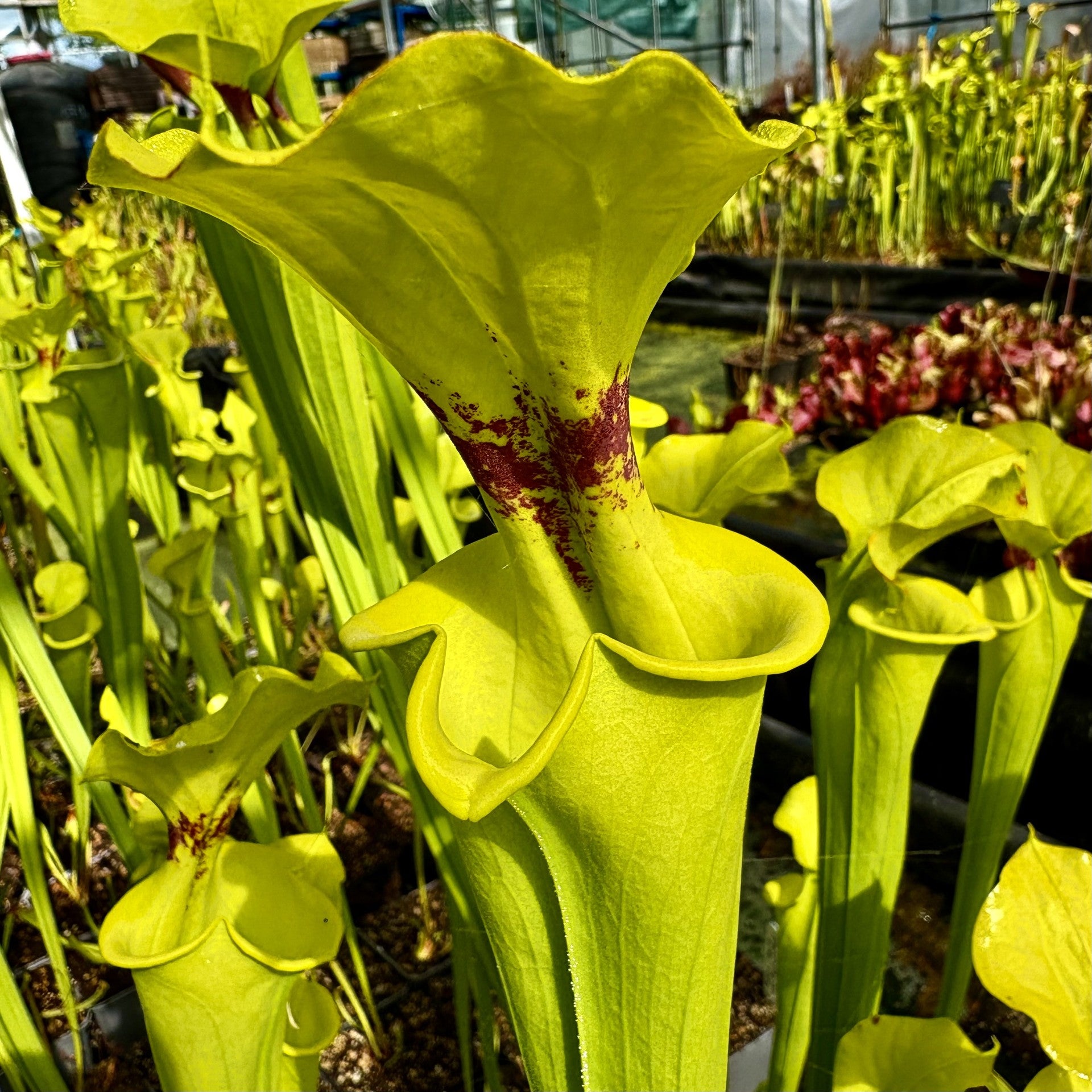 Sarracenia flava var. rugelii - Homerville, Clinch Co., GA