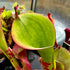 Heliamphora huberi - Akopan Tepui HUB-6