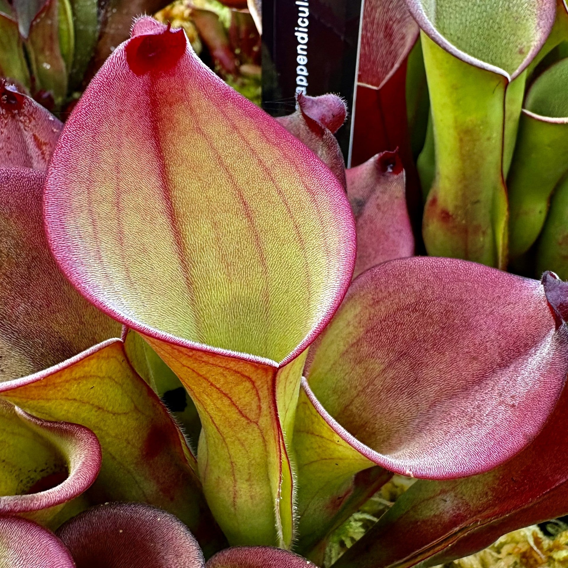 Heliamphora exappendiculata x electrum HXX-14