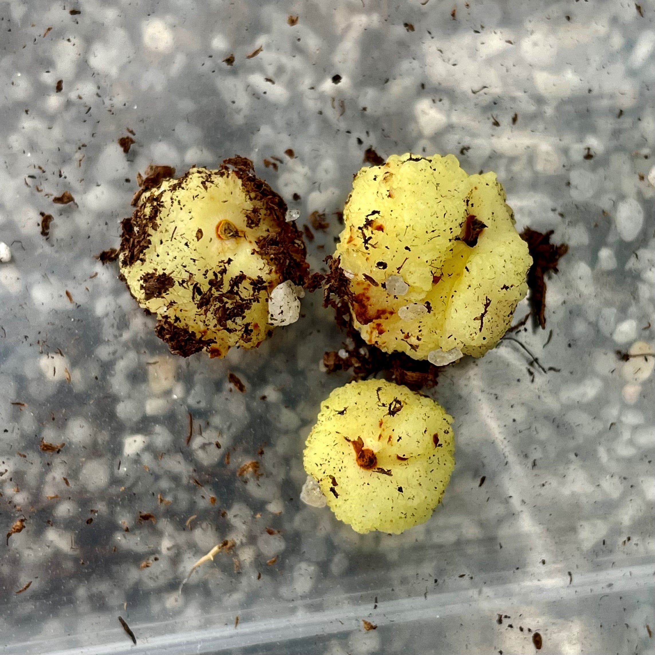 Drosera indumenta