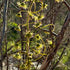 Drosera indumenta - Cranbrook DIN-2