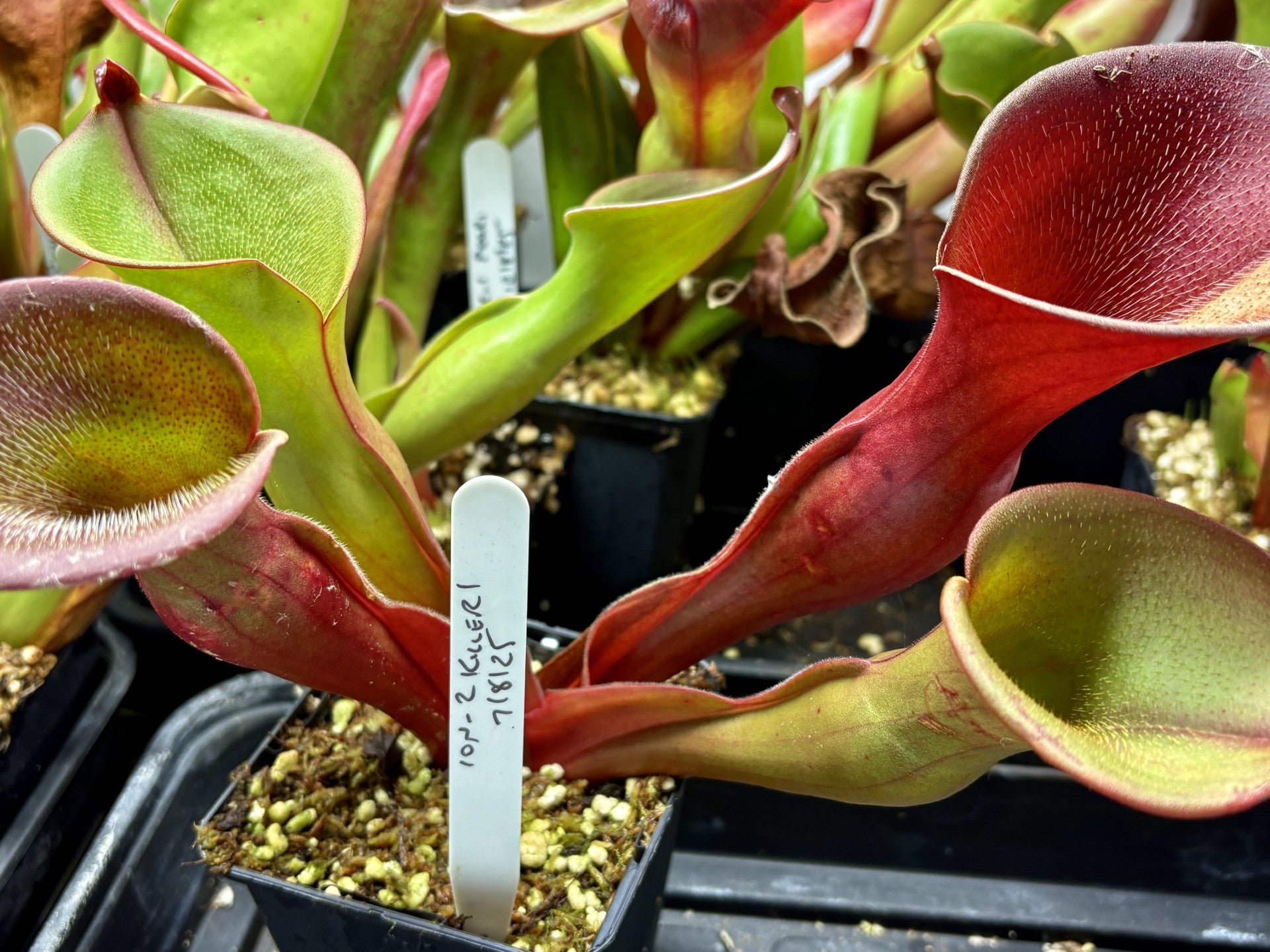 Heliamphora ionasi - Killer Clone 1 ION-2