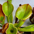 Heliamphora ionasi - Schach Clone 4, Burgundy/Red, Ilu/Tramen Valley ION-5 LARGE