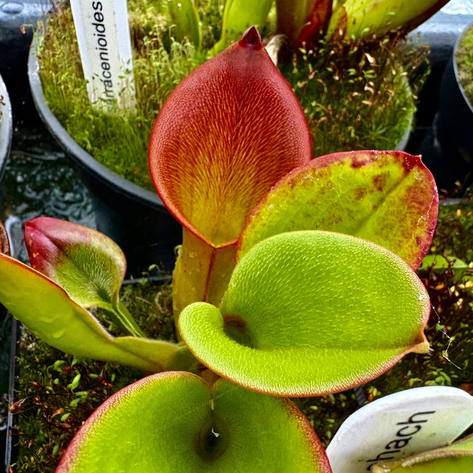 Heliamphora ionasi - Schach Clone 4, Burgundy/Red, Ilu/Tramen Valley ION-5 MEDIUM