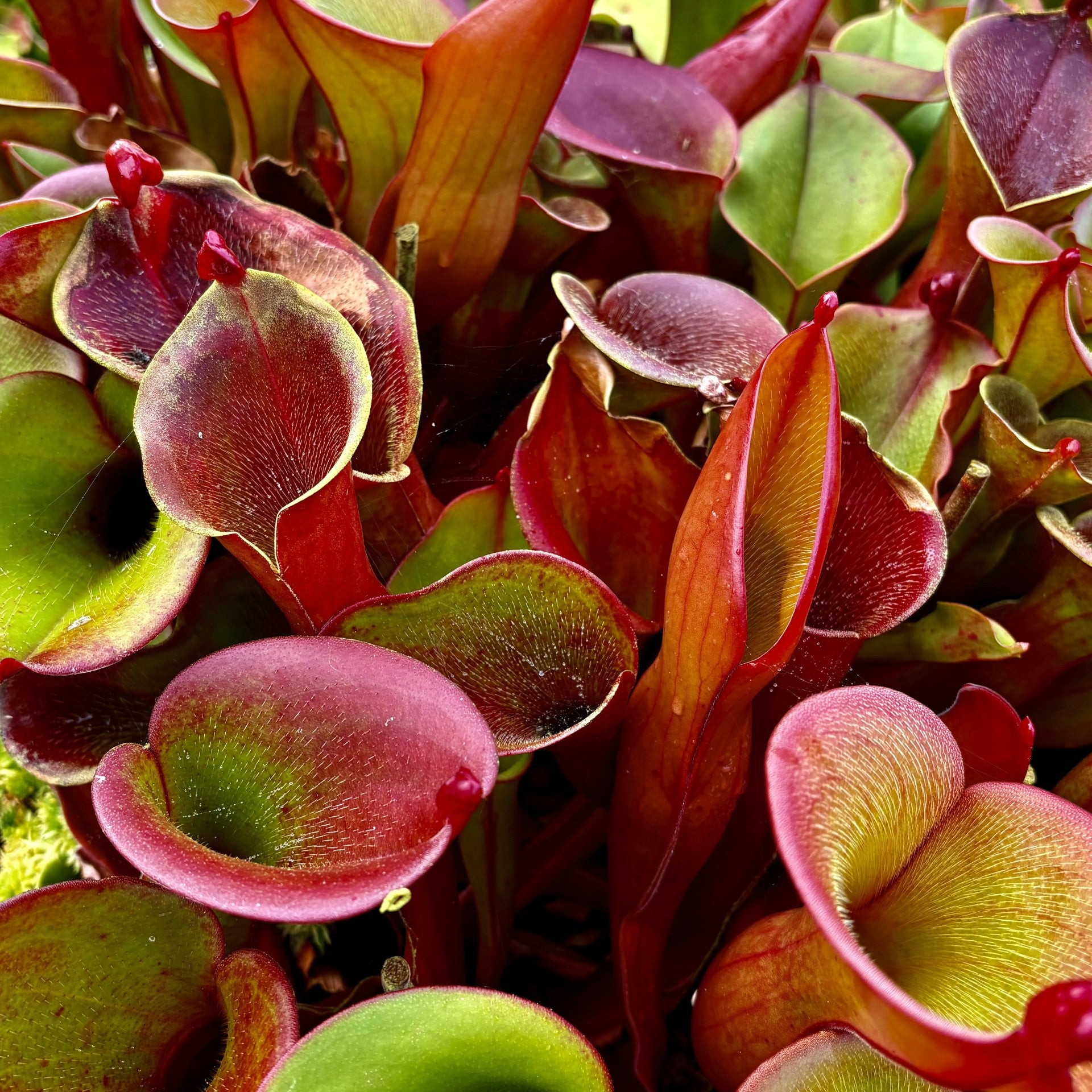 Heliamphora ionasi - Killer Clone 1 ION-2