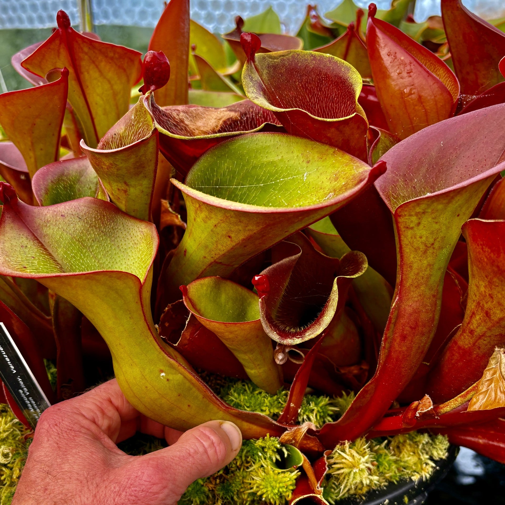 Heliamphora ionasi - Killer Clone 1 ION-2