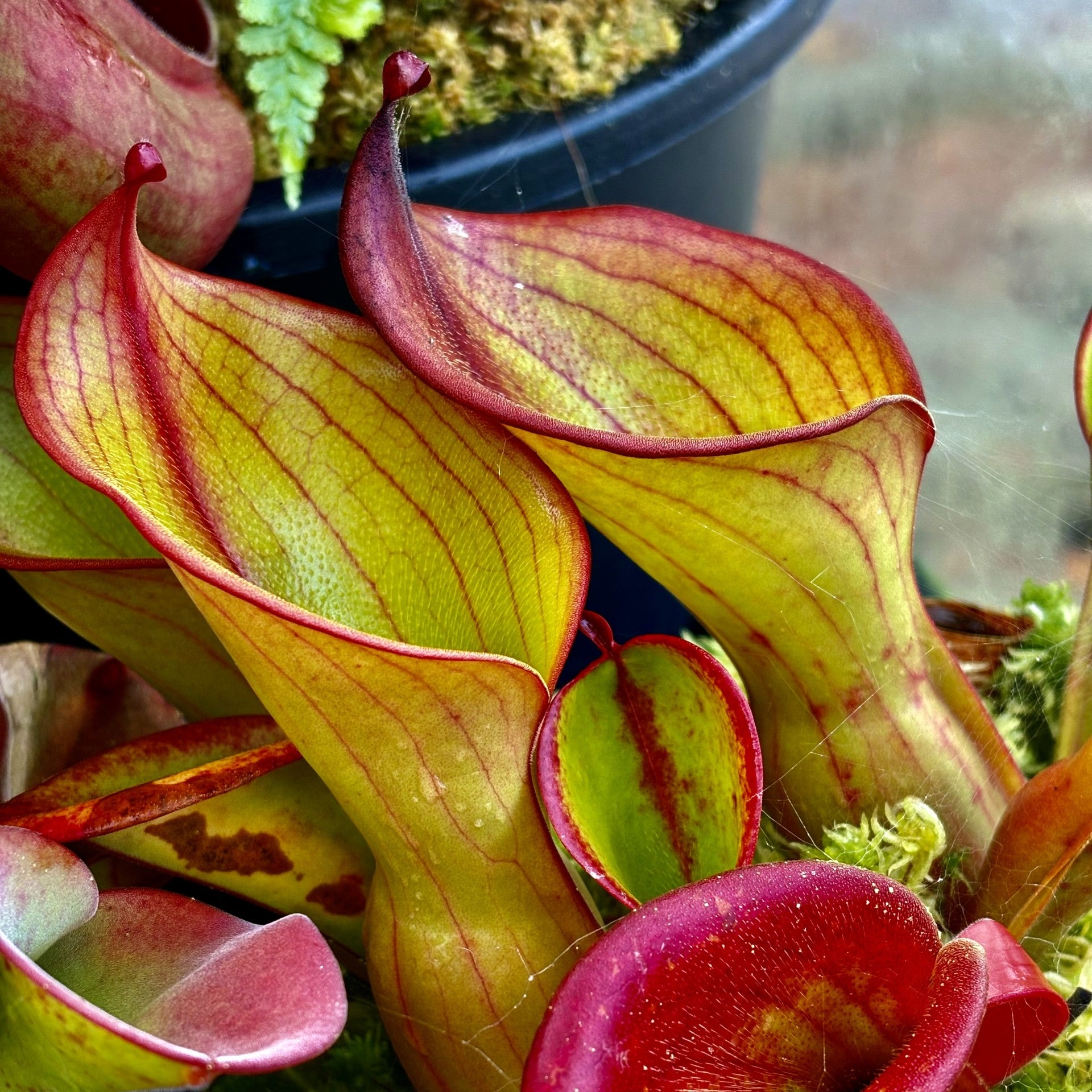 Heliamphora ionasi - Striped ION-3