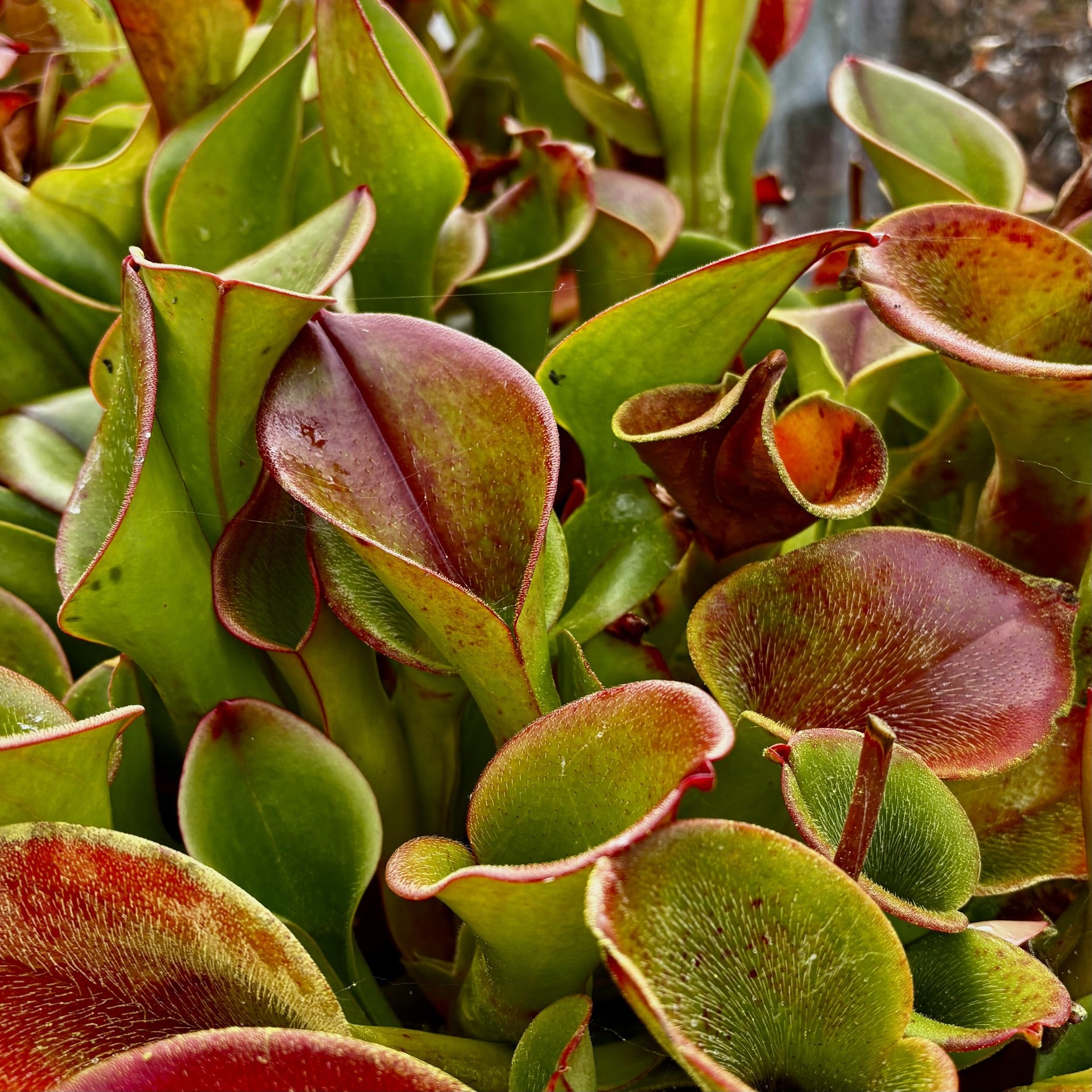 Heliamphora ionasi - Schach Clone 4, Burgundy/Red, Ilu/Tramen Valley ION-5 MEDIUM