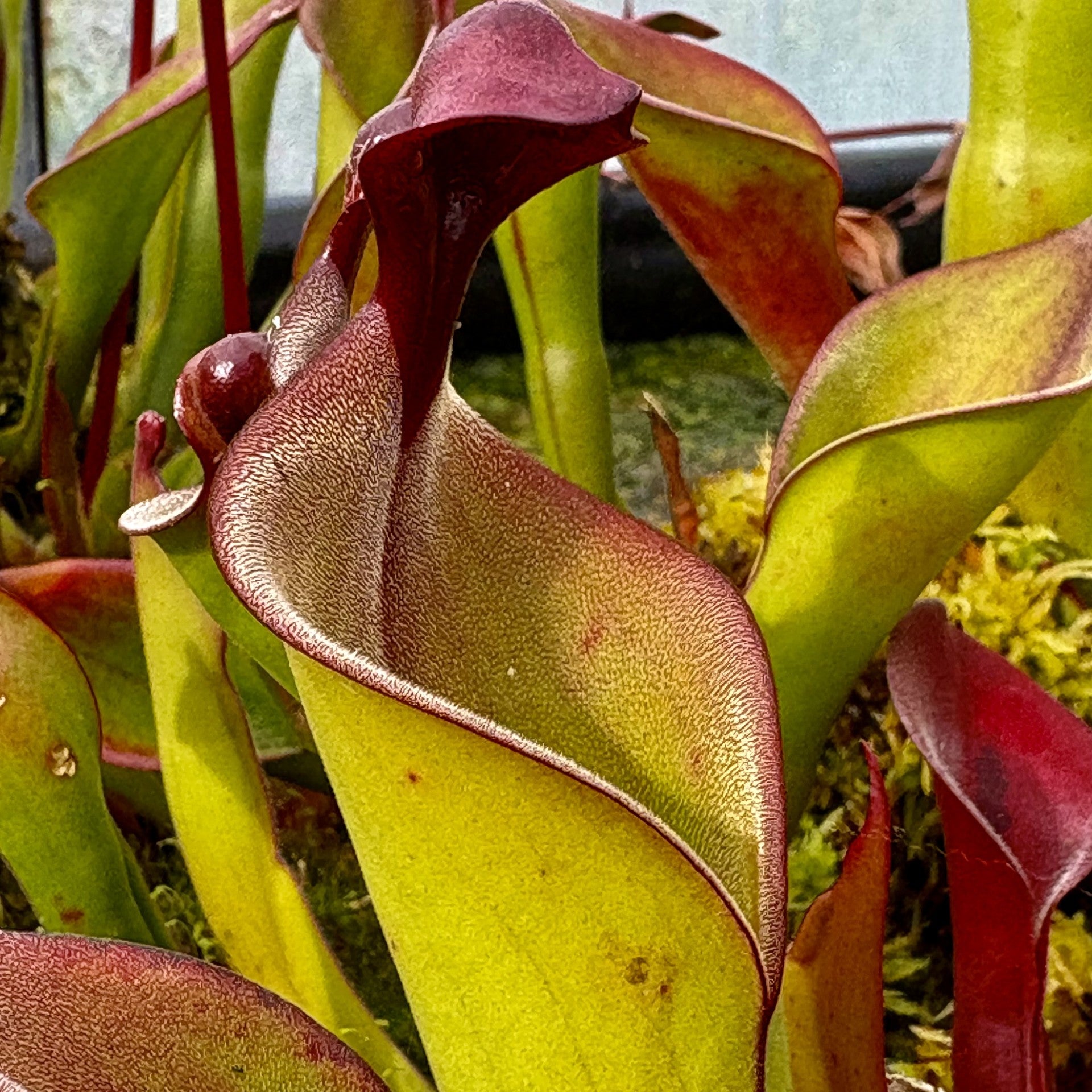 Heliamphora ionasi x elongata - Tramen SELF