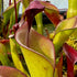 Heliamphora ionasi x elongata - Tramen SELF