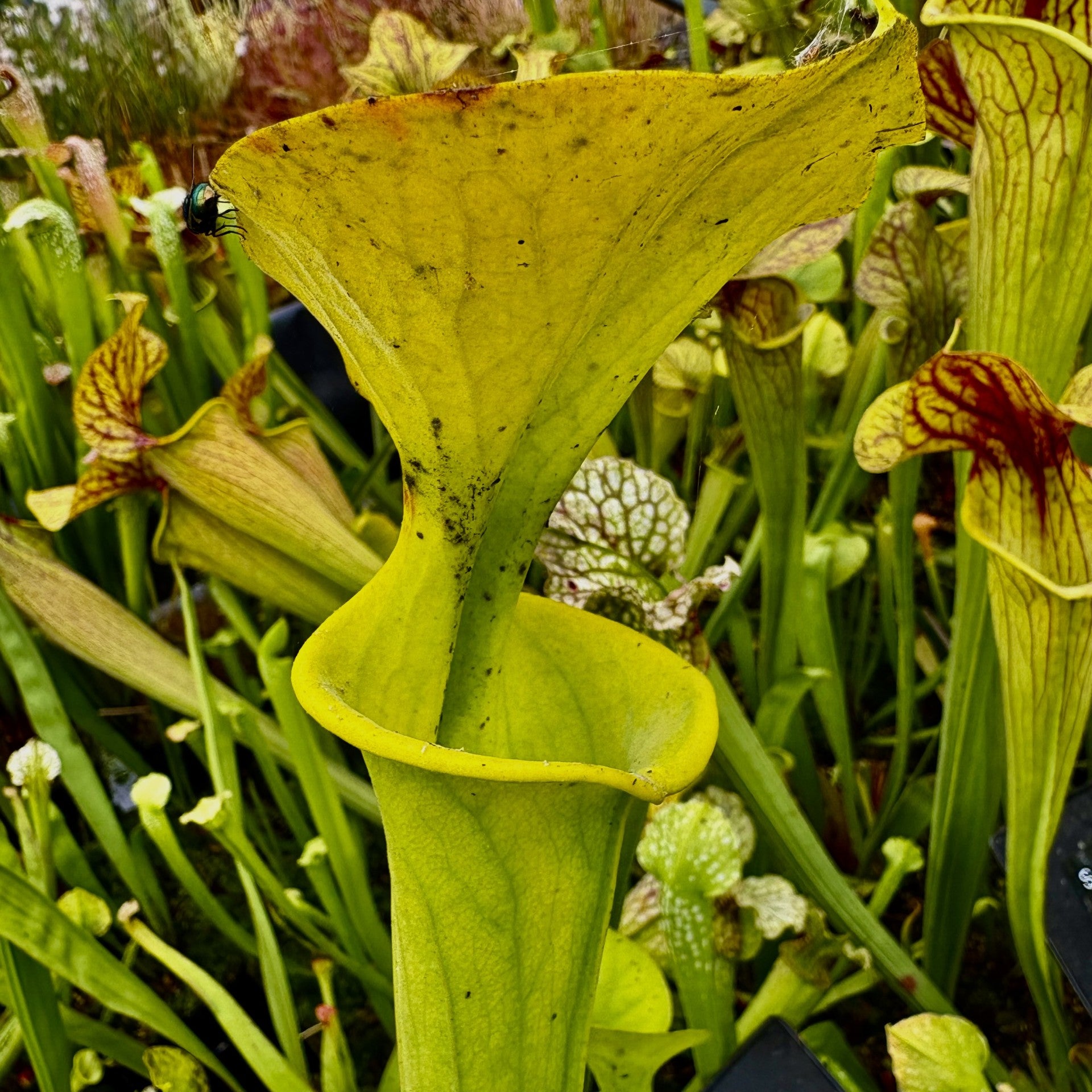 Sarracenia flava var. maxima cv. 'James Wong'