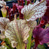 Sarracenia leucophylla x oreophila - ex. Klein
