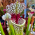 Sarracenia 'Leah Wilkerson' x leucophylla - Red Stripe