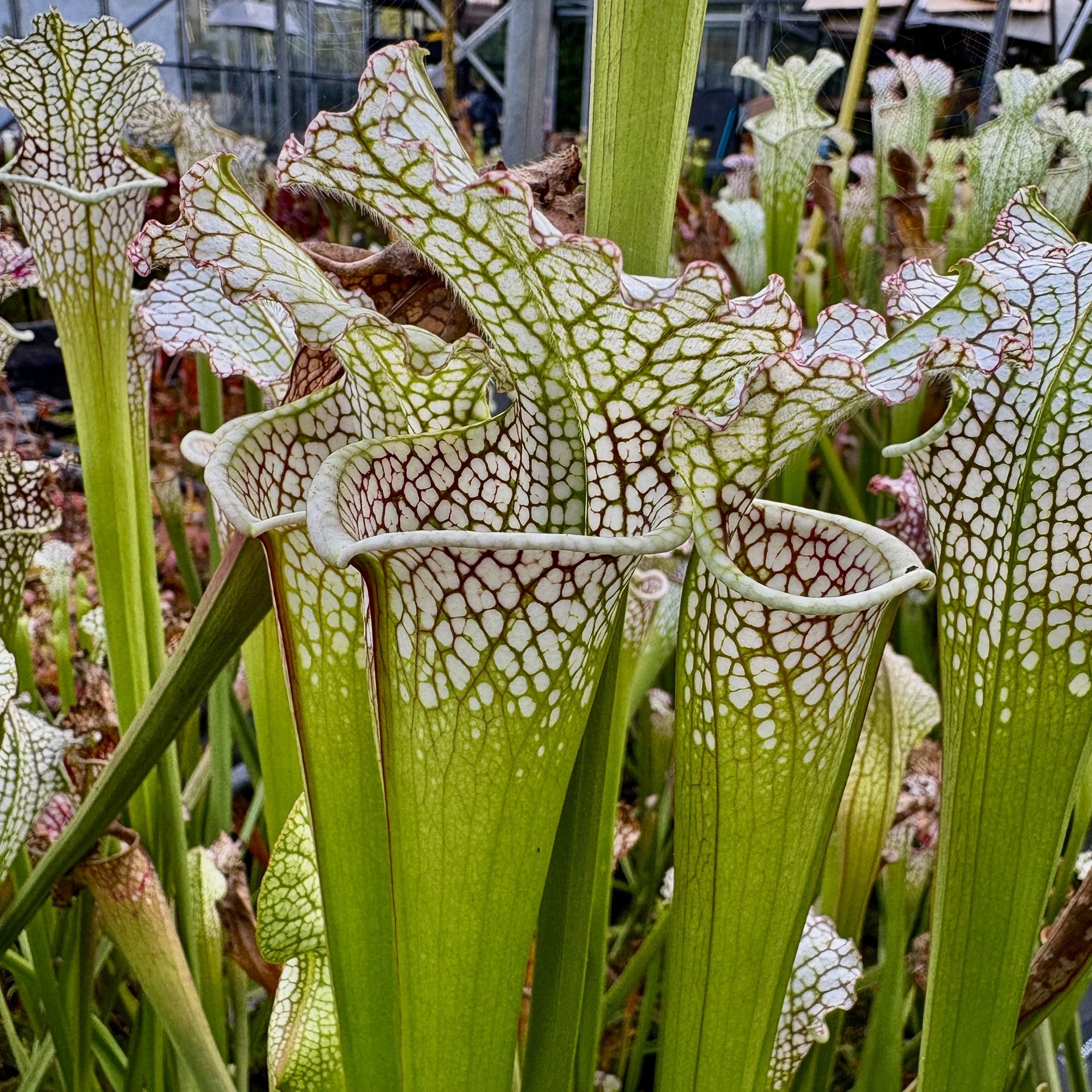 Winter Special Offer - 7 Sarracenia