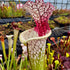Sarracenia leucophylla Hybrid - Red Stripe