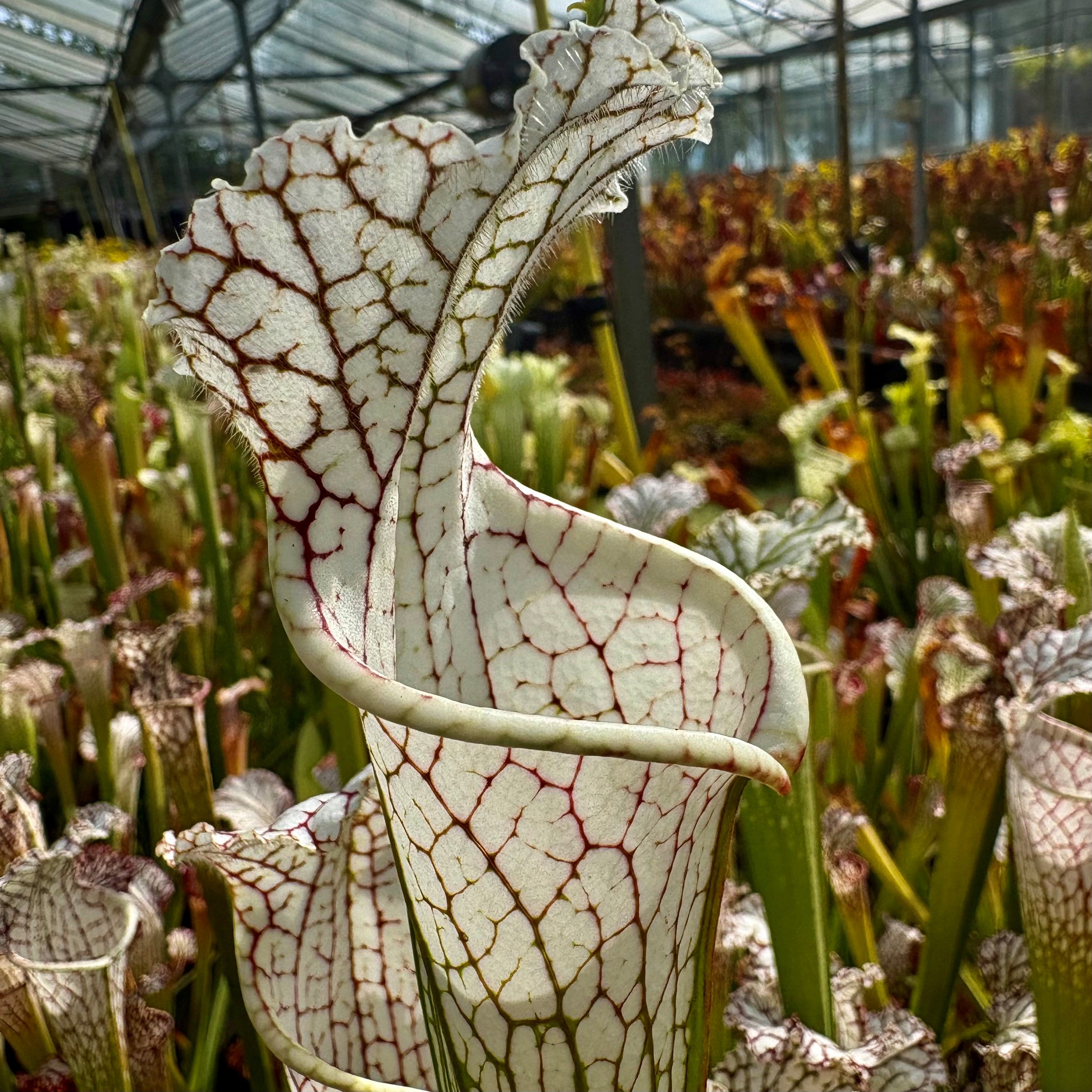 Sarracenia leucophylla var. leucophylla - Round Mouth, Gas Station Site, Perdido, Baldwin Co., Alabama