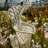 Sarracenia leucophylla var. leucophylla - Round Mouth, Gas Station Site, Perdido, Baldwin Co., Alabama