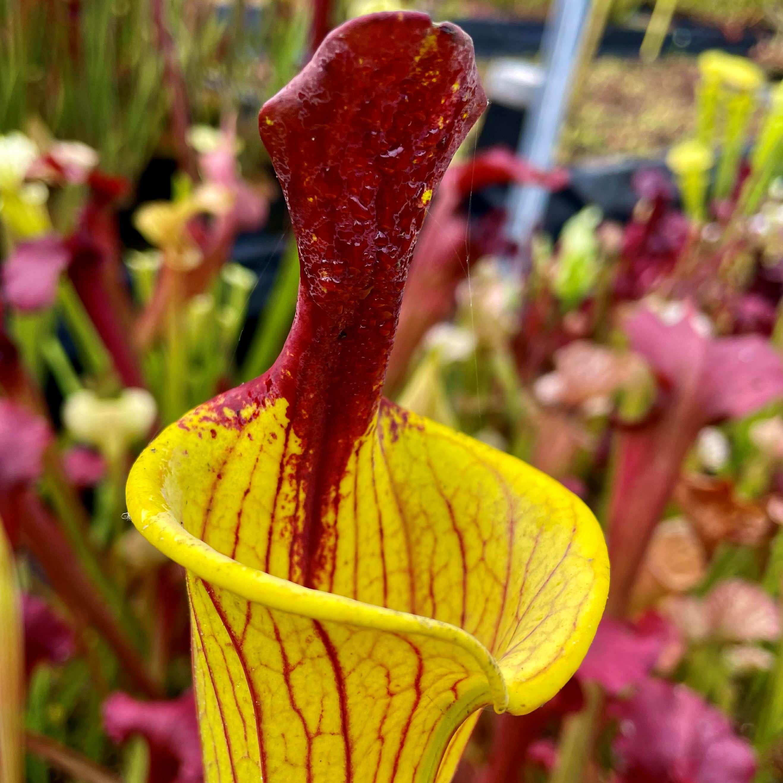 Sarracenia flava var. rugellii - Lidless Giant