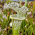 Sarracenia leucophylla var. leucophylla - Live Oak Creek, Eglin Reserve, Okaloosa Co., Florida