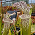Sarracenia leucophylla var. leucophylla - Live Oak Creek, Eglin Reserve, Okaloosa Co., Florida